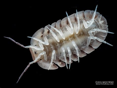 Cubaris Sp Jupiter Isopod Site