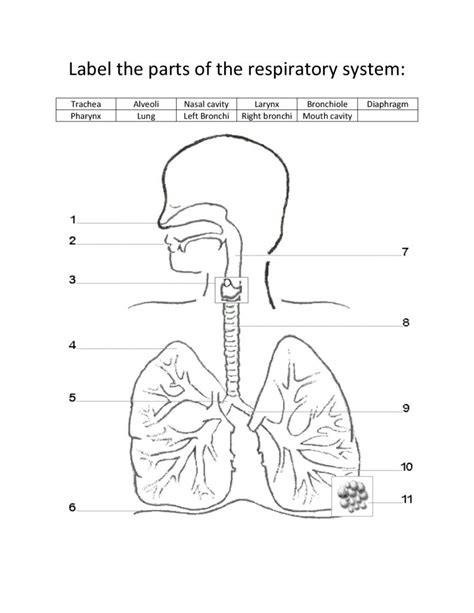 Printable Diagram Of The Lungs