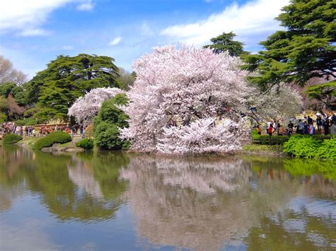 新宿御苑の桜 東京とりっぷ