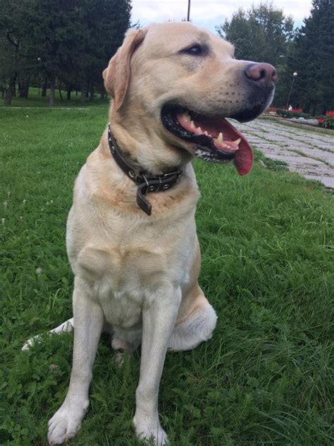 Лабрадор - все о собаке, 7 минусов и 9 плюсов породы