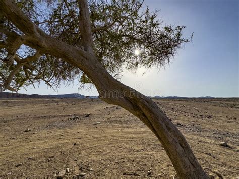 Acacia Tree In The Sahara Desert In Egypt Stock Image Image Of Hills