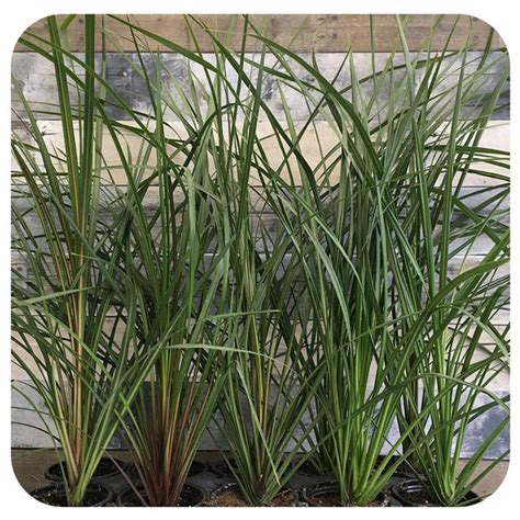 Dracaena Spike Davenport Garden Centre