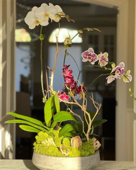 Orchid Arrangement By Fleurina Designs Wescover Floral Arrangements