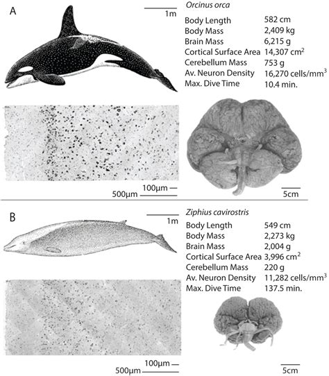 Blue Whale Brain Size