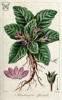 Tribe of Reuben: History, Symbol & Descendants | Study.com