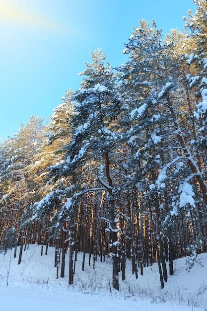 Pinos Cubiertos De Nieve En El Bosque En Un D A Soleado Foto Premium