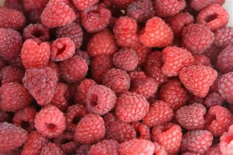 Harvest 2015 Raspberry Van Fruit Photo