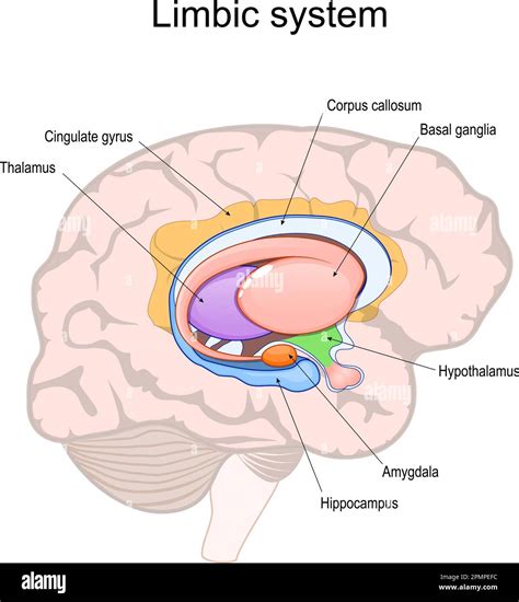 Limbisches System Querschnitt Des Menschlichen Gehirns Struktur Und