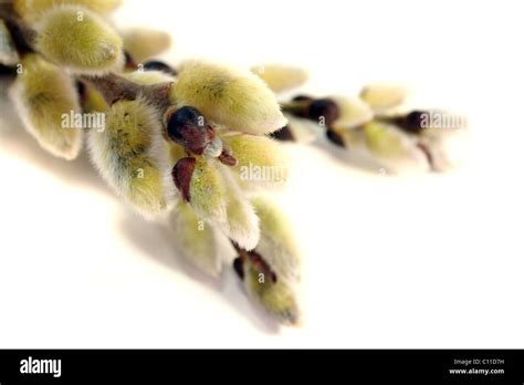 Pussy Willow Signs Of Spring With Delicate Buds On White Background Stock Photo Alamy