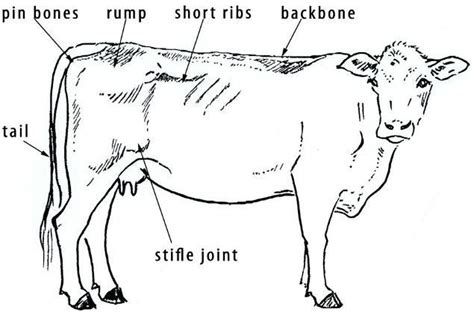 Pin Bones A Hip Bone On A Cow Horse Or Other Quadruped That Sticks Out