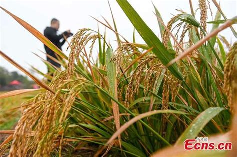 Chinas New Hybrid Rice Yields 10 20 More Breaks World Record