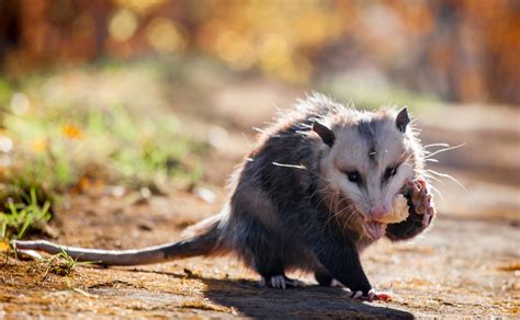 Coexisting with wildlife: Opossums | Forest Preserve District of Will