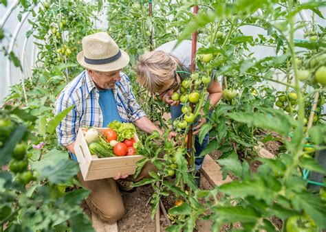 Les meilleures variétés de légumes à bouturer pour un potager productif