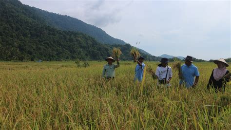 Si SRI Dan Cerita Sukses Petani Dampingan PT Vale Di Morowali Likein