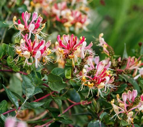 pictures  honeysuckle flowers markanthonystudiosnet