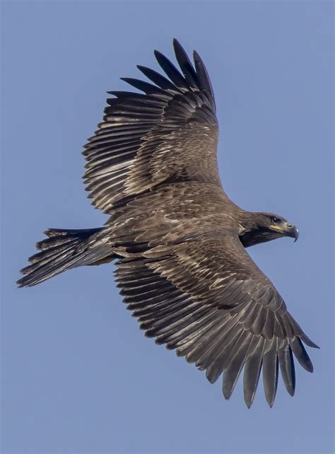 Juvenile Bald Eagle Jorge Luis Montalvo Flickr