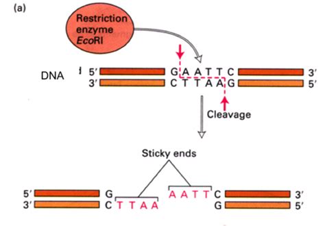 Restriction Digestion Flashcards | Quizlet