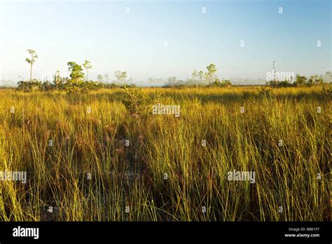 Sawgrass Prairie Everglades National Park Stock Photo Alamy