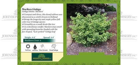 Mariken Ginkgo Johnsons Nursery Kb