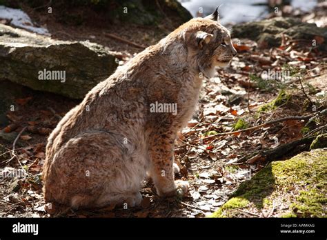 Male Eurasian Lynx (Lynx lynx) in an outdoor enclosure in the ...