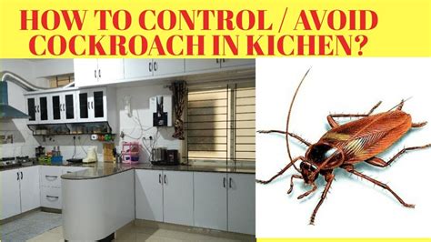 How To Get Rid Of Cockroaches Kitchen Cabinets At Sophia Alexandra Blog