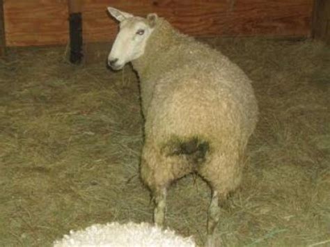 Кто такие баребухи? - YouTube