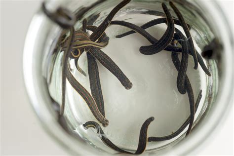 Modern medicine still needs leeches | Popular Science