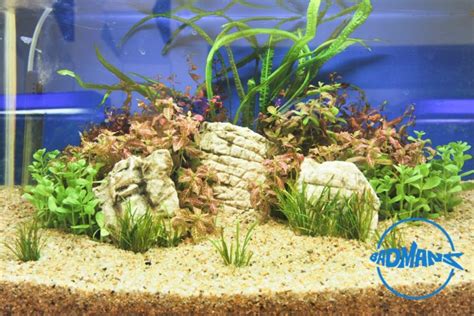 Six Best Aquarium Sand Substrates That You Should Explore