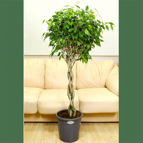 Фикус бенджамина переплетенный гигант высотой 120см в горшке (Ficus ...