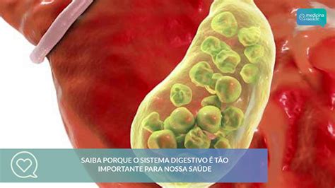 Qual A Importancia Da Digestao Para O Nosso Corpo