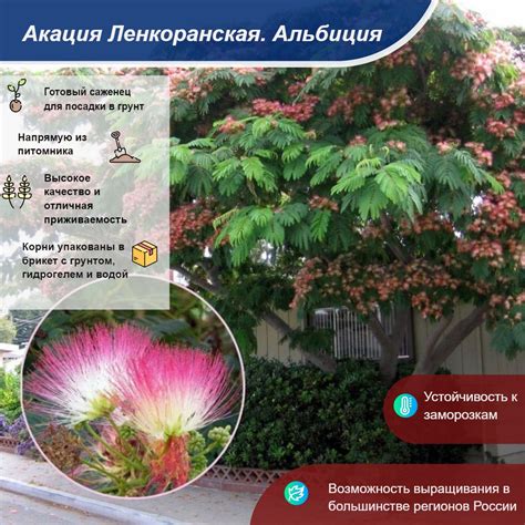 Ленкоранская акация. Альбиция - купить с доставкой по выгодным ценам в ...