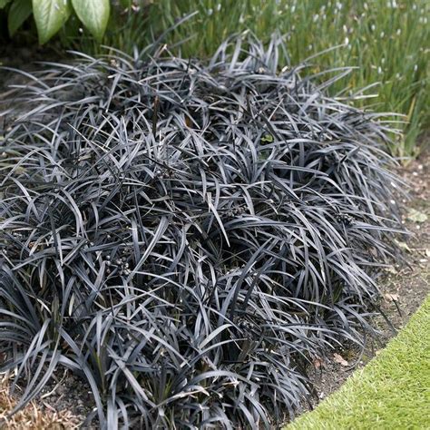 Black Mondo Grass Has Exceptional Dark Foliage That Provides High