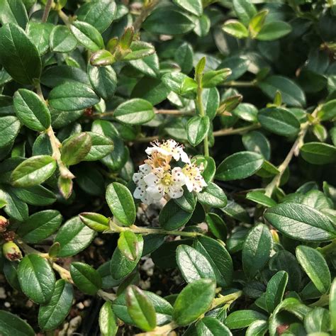 Cotoneaster x suesicus Emerald Beauty™ - Hardy Swedish Cotoneaster PPAF