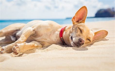 Keeping A Dog Cool In Hot Weather 12 Things You Should Do