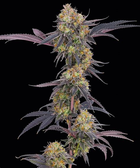 Köpa Tropicana Cherry Strain Frön