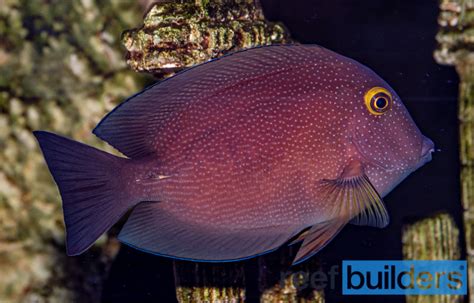 Fish ID Kole Tang? | Reef2Reef