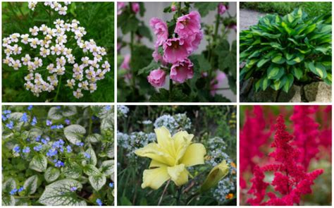 18 Perfect Hardy Perennials - Garden Lovers Club