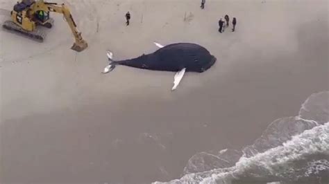 Dead Humpback Whale Found Washed Ashore In New York Amid Uptick In Endangered Whale Deaths Along