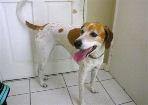 Reunited Male Dog (White w Tan Patches, Pointer / Beagle Mix) | Winter Park Lost Pets