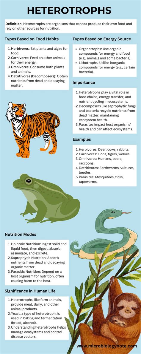 Heterotroph Definition Types Importance Examples