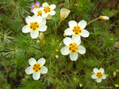 Leptosiphon (Leptosiphon androsaceus French Hybrids) | Rostliny-cs.com