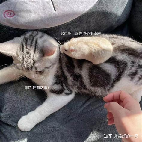 为什么美短猫被称为“完美之猫”？网友：养了就不想换猫 知乎