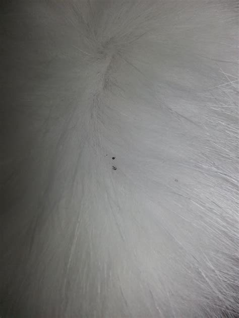 Black dots on cats fur. Maybe flea poop but no other symptoms except this. Quite a lot of it ...