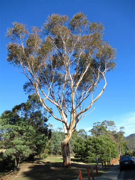 Tree Tuesday Eucalyptus The Funny Naked Ones Hive