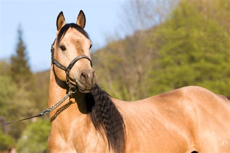 Quarter Horse Raças E Tipos De Cavalos Zooplus Magazine