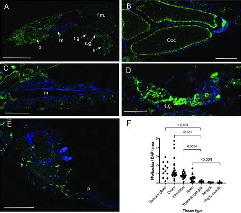 Histology Of Wolbachia Infection In The Aedes Aegypti Walbb F Strain