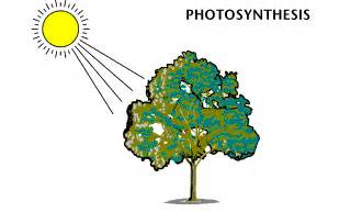 Why do plants need an sunlight to survive? ~ All awesome facts of life