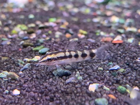 Dwarf Loach – Aquatic Avenue Online Store