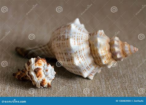 Two Seashells On Beige Textile Background Stock Photo Image Of Snail