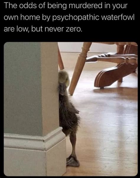 funny animal memes for monday 10